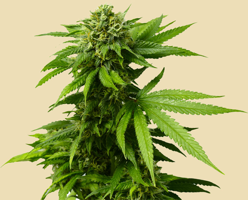Growing Cannabis Plant