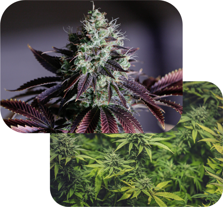 cannabis
