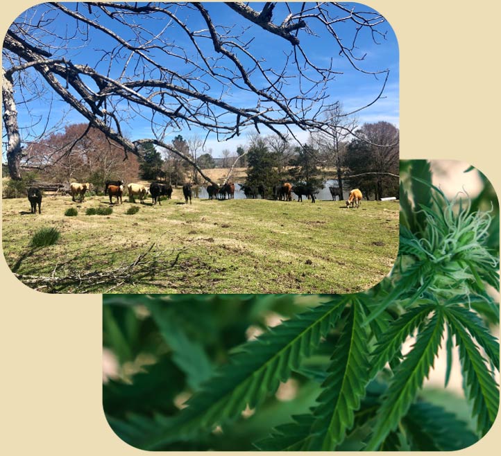 White Tailed Deer Farm Photos